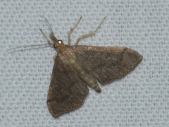 Metasia dicealis