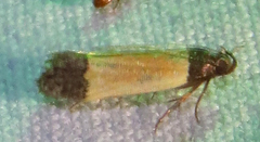 Anacampsis coverdalella