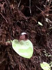 Corybas grumulus