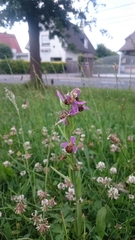 Ophrys apifera