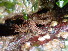 Hapalogaster mertensii