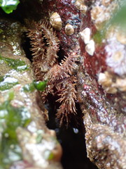 Hapalogaster mertensii