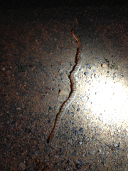 Arizona elegans candida