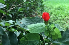 Malvaviscus arboreus drummondii