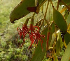 Amyema miquelii