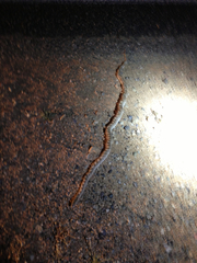 Arizona elegans candida