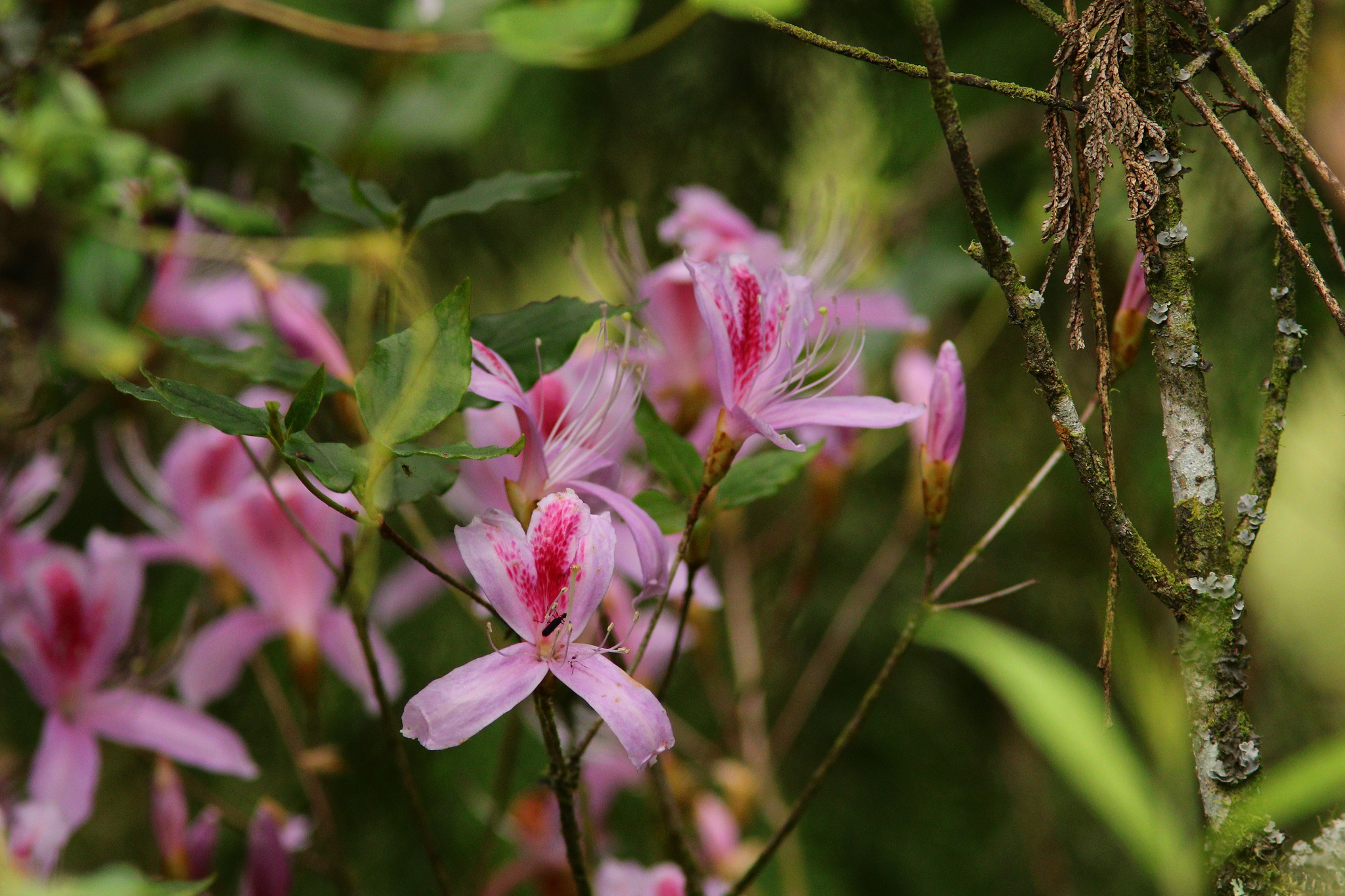 Photos of Rhododendron mariesii  iNaturalist