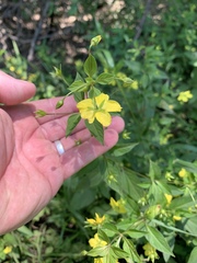 Lysimachia ciliata