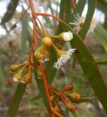 Eucalyptus gracilis