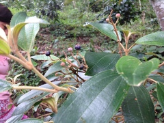 Miconieae