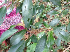 Miconieae