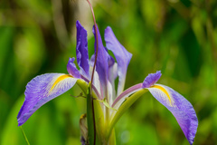 Iris savannarum image
