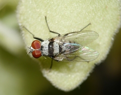 Diptera
