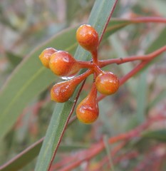 Eucalyptus gracilis