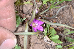 Lewisia pygmaea