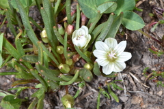 Lewisia pygmaea