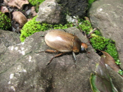 Pelidnota punctulata