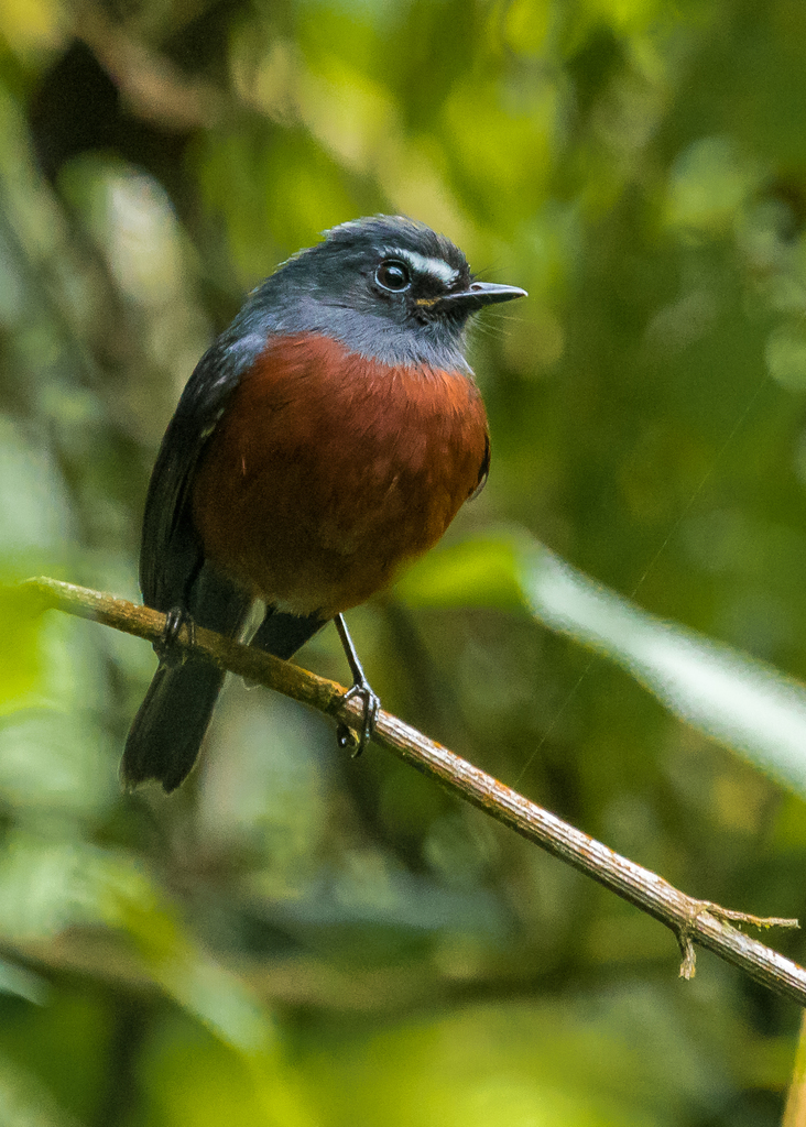 Chestnut-bellied Chat-Tyrant (Ochthoeca cinnamomeiventris) photo