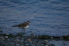 Charadrius vociferus