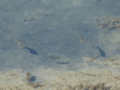 Cyprinodontidae