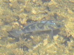 Cyprinodontidae