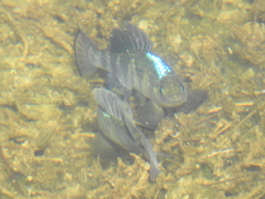 Cyprinodontidae