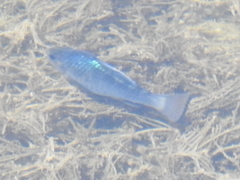 Cyprinodontidae