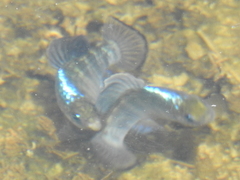 Cyprinodontidae