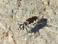 Eunota circumpicta