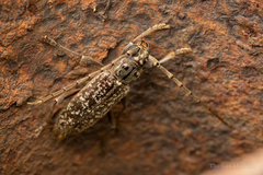 Parelaphidion aspersum