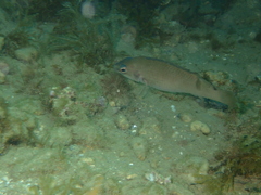 Ctenolabrus rupestris