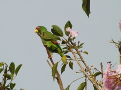 Amazona albifrons