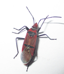Dysdercus fasciatus