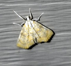 Glaphyria sesquistrialis