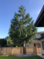 Cupressus nootkatensis