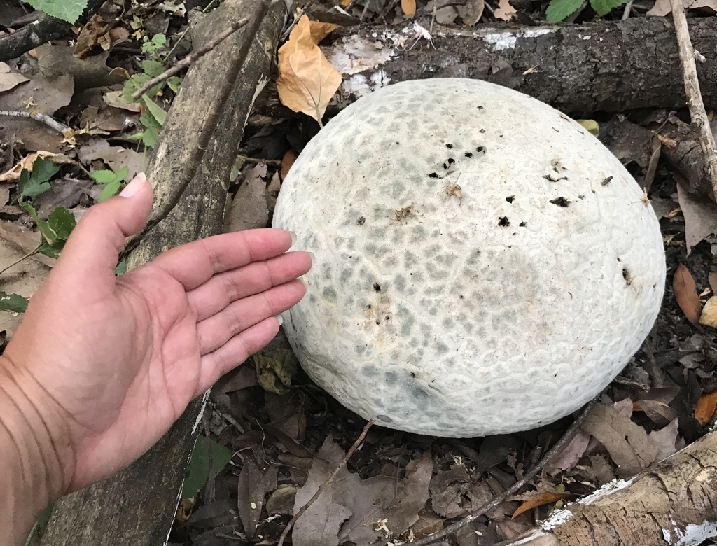 Calvatia pachydermica