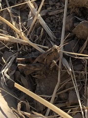 Oedaleonotus phryneicus