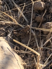 Oedaleonotus phryneicus