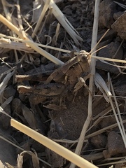 Oedaleonotus phryneicus