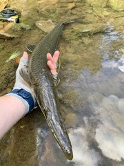 Lepisosteus platostomus