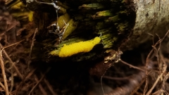 Stemonitis flavogenita