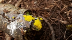 Stemonitis flavogenita