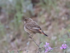 Cercotrichas galactotes