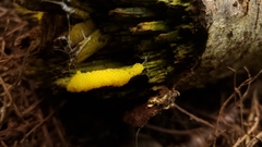 Stemonitis flavogenita