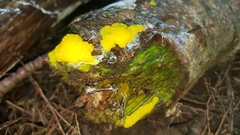 Stemonitis flavogenita