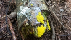 Stemonitis flavogenita