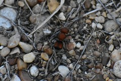 Pseudomethoca oceola