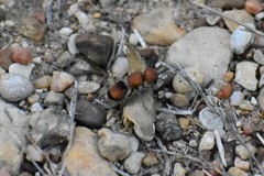 Pseudomethoca oceola