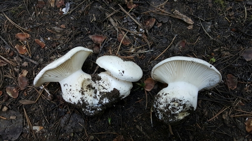 Hygrophorus subalpinus