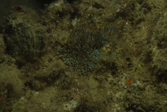 Isactinia citrina